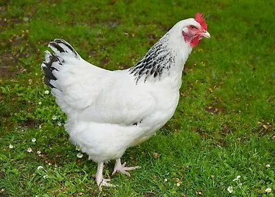 £21 • Buy 6x Light Sussex Fertile Hatching Eggs. Large Fowl. Incubator.