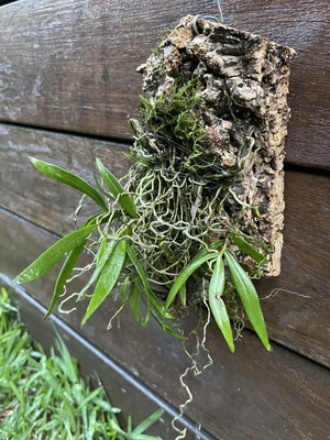$49.95 • Buy Plectorrhiza Tridentata (Tangle Orchid) Native Species