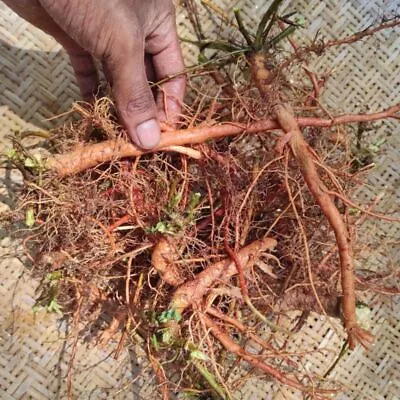 Dried Mimosa Paduca Sensitive Plant Root 100% Ceylon Natural Herbal Nidikumba • $19.90