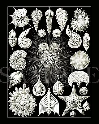 Vintage 1904 Sea Shells Drawing Artwork Picture 8X10 New Fine Art Print Old Vtg • $4.99