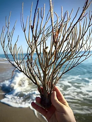 Natural Sea Fan Coral Tree Branch Coral Beach Decor Sea Souvenir • $24.98