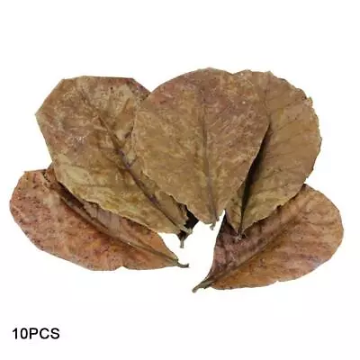 10Pcs Indian Almond Catappa Leaves Fish Aquarium Improve Quality Water T FAST • $11.36