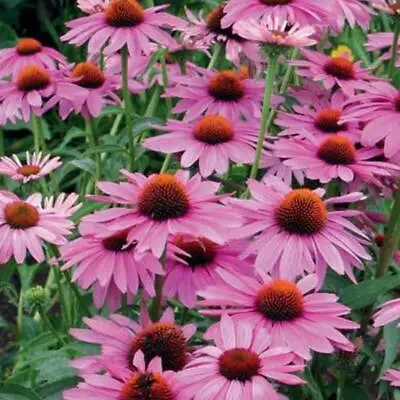 Echinacea 'Purpurea' Primadonna Deep Rose Perennial Plug Plants Pack X6  • £8.99