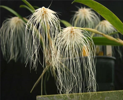 $10 • Buy ORCHID - Bulbophyllum  Medusae -SPECIES