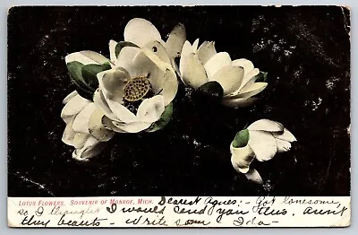 Vintage Postcard MI Monroe Lotus Flowers Open Back C1906 -*7681 • $1.49