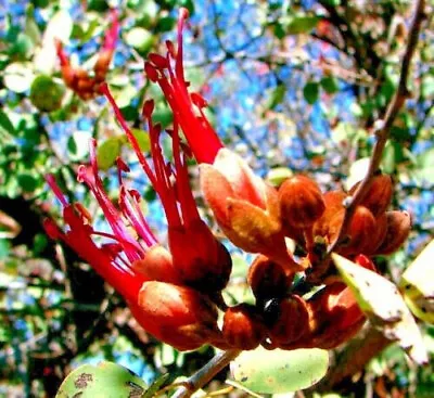 Native Butterfly Orchid Tree Seeds-kimberley Bauhinia/jigal-bush Tucker Plant • $8.95