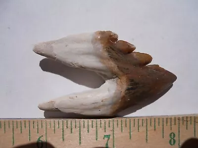 Perfect Basilosaurus  Whale Shark Tooth  Eocene Age 2.1  Inches • $150