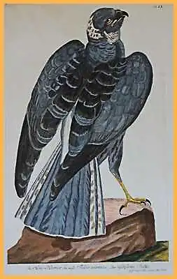 £154.66 • Buy Grain Consecration Hen-Harrier  Ash Color Falcon  Magnificent Old Coloured Runner Stitch 1775