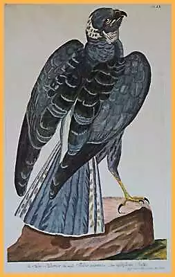 £155.62 • Buy KORNWEIHE Hen-Harrier  Ash Falcon’ Magnificent Old Colored Couple Stitch 1775