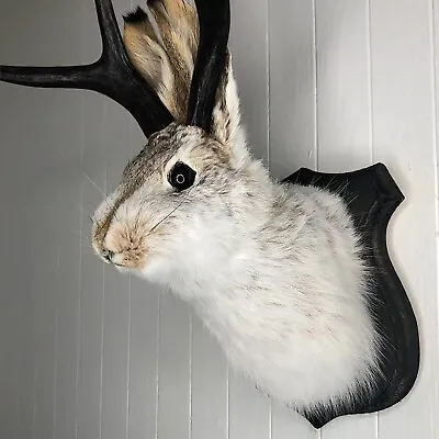 Statue Wall Mount Rabbit Head Hang Sculpture Animal Home New 2024 Gifts Decor • $23.99