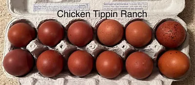 £149.02 • Buy Black Copper & French White Marans Chicken Fertilized Hatching Eggs 1 Dozen