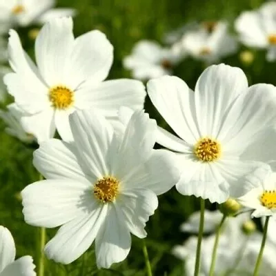 250 Seeds Cosmos Bipinnatus Sensation Purity + 4  FREE REUSABLE PLANT LABEL  • £0.99