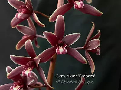 Cymbidium Alcor 'Embers' HCC/AOS B/CSA Vanilla Fragrance! • $120