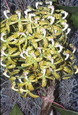 $12 • Buy ORCHID - Epidendrum Cristatum 'NZ' - TALL GROWING  SPECIES