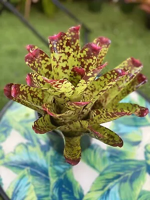 Neoregelia Marmorata Bromeliad Deep Colored Young Bromeliad Plant • $14