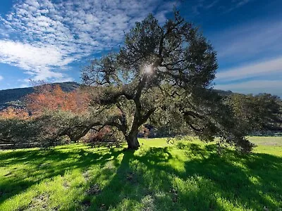 Coast Live Oak ~ California Live Oak ~ Quercus Agrifolia   12 Seeds ~  Acorns  • $9.49