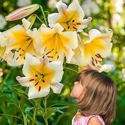 Miss Peculiar Tree Lily Flower Bulbs Hardy Grows 5-7 Feet Tall Fragrant Blooms!! • $7.99