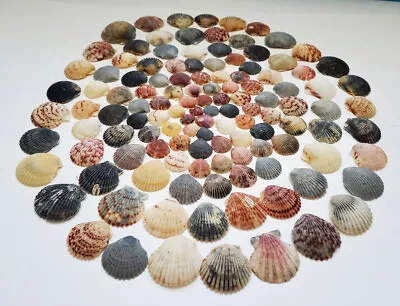 Florida's Calico Scallop Shells Big Lot (1 Lbs) For Aquarium/Craft/Decoration • $11.69