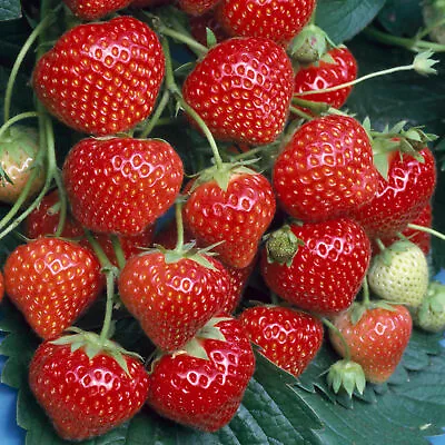 £19.99 • Buy Strawberry Marshmello | Extra Sweet Perennial Outdoor Garden Fruit Plant
