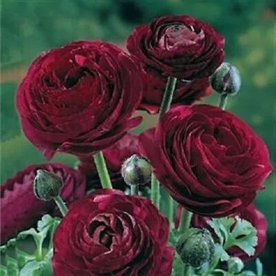 10 Ranunculus Pauline Violet Bulbs/corms Garden Perennial Summer Flowering Plant • £4.99