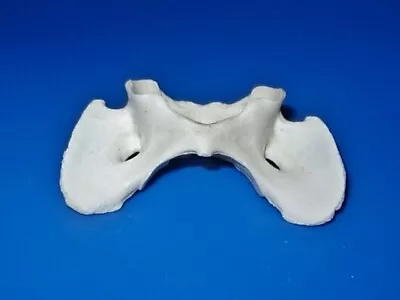 Real Alaskan Coyote Atlas Vertebrae Butterfly Bone • $7.49