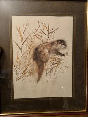 £18 • Buy Vintage Mads Stage Framed Otter Print