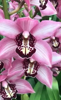 $24.95 • Buy Cymbidium Orchid Great Size Three Growth Seedling Of Cym Kensi 
