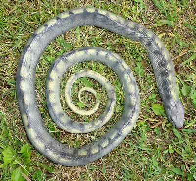5' Realistic Tiger Snake Replica - Rubber - AAA • $30