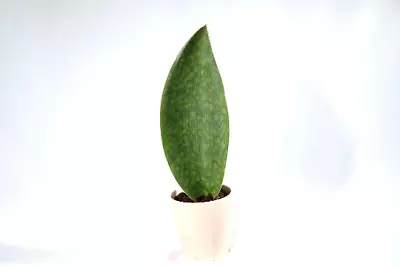 Sansevieria Masoniana-Live Plant-Indoor Snake Plant-Whale Fin In 4” Nursery Pot • $186.50