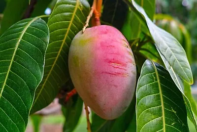 Mango Palmer (Mangifera) Live Tropical Fruit Tree (10  - 24 ) • $28.70