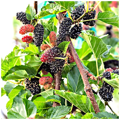 Black Mulberry Tree / Morus Nigra Plant In 2L Pot Edible Berries • £19.99