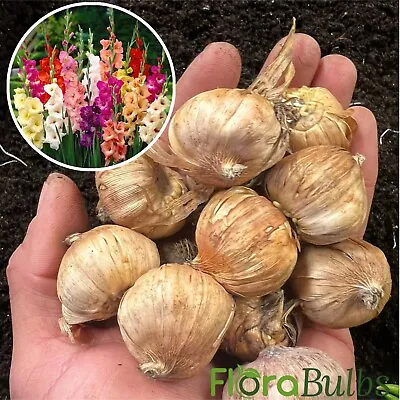 Gladioli Bulbs 10 Mixed Summer Flowering Bulbs Beautiful Large Flowering🌈 • £5.95