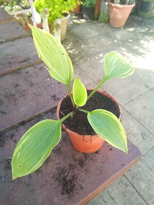 £3.50 • Buy Hosta Anglo Saxon