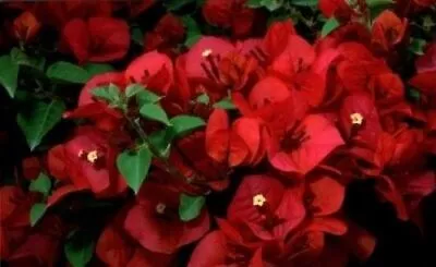 Well Rooted**SAN DIEGO RED* Live Bougainvillea Starter/plug Plant*USA SELLER* • $21.99