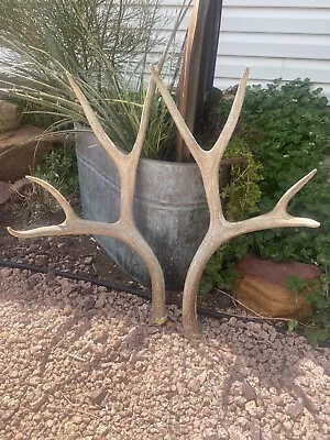 Mule Deer Set Of Sheds ~ Antlers ~ Decor • $97