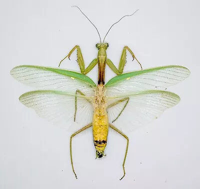 Mantidae - Mantis - Hierodula Stahlli (m) - Cameron Highlands Malaysia (SP106) • $14.98