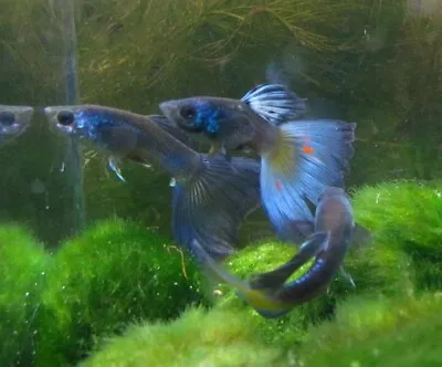 $4.79 • Buy Blue Moscow Guppy Male LIVE FISH Read Description
