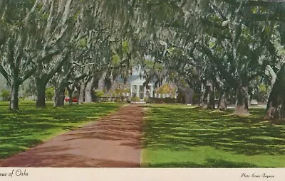 Avenue Of The Oaks Boone Hall Plantation Mt Pleasant SC Vintage Chrome Postcard • $9.75