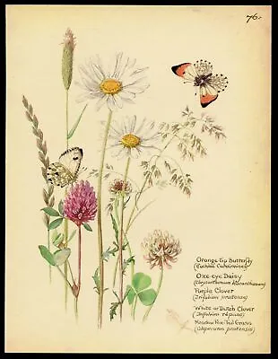 Edith Holden Botanical Print MEADOW BUTTERFLIES Vintage Repro 1906 Watercolor • $18