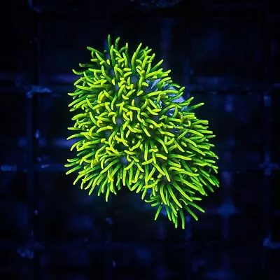 Coral Frag: Green Star Polyp PEST FREE Culture LIVE GUARANTEE • $37.99