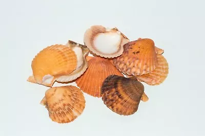 NessaStores Orange Pecten Sea Shell Beach Craft Scallop 2  - 3  (8 PCS ) #JC-31 • $6.75