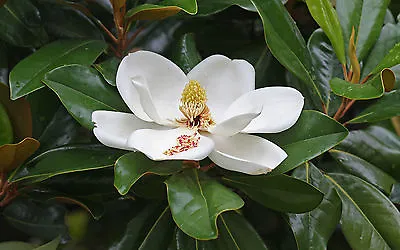 7 SEMI DI Magnolia Sempreverde (Magnolia Grandiflora • £1.29