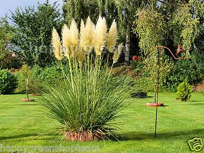 PAMPAS GRASS - WHITE FEATHER - 200 Seeds - Cortaderia Selloana - PERENNIAL • £2.09