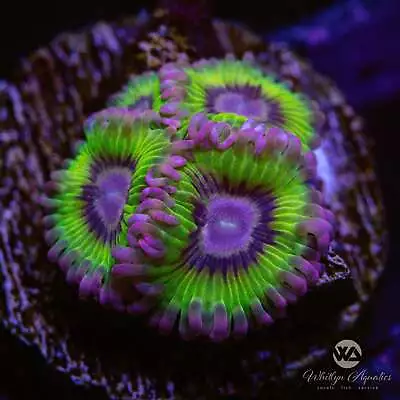 WA Kiwi Zoanthids - Live Coral Frag • $43.99