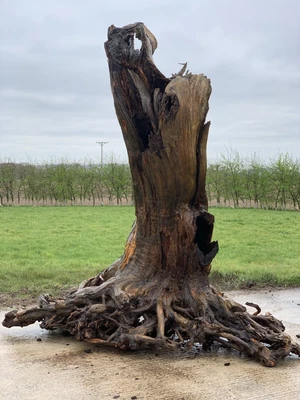 £1200 • Buy English Yew Tree Root Designer Table Garden Centrepiece Epoxy Resin Project
