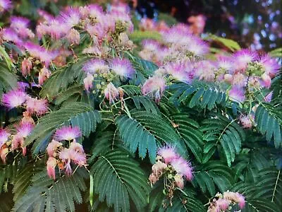 2 SILK MIMOSA TREE FRAGRANT PINK FLOWERS ALBIZIA  2 Ft Tall LIVE PLANTS • $38.77