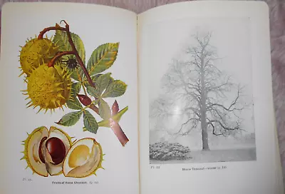 £6.50 • Buy 1948 Wayside & Woodland Trees 24 Colour Antiquarian Natural History