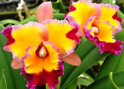 Rlc (Potinara) Dick Smith 'Paradise' Cattleya Type Orchid Plant In 5  Pot • $38.99