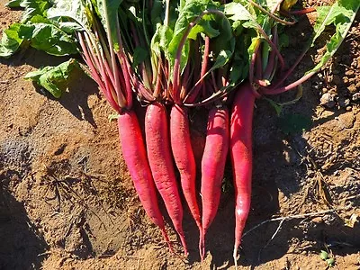 Organic Radish China Rose Winter  500 Seeds • £2.69