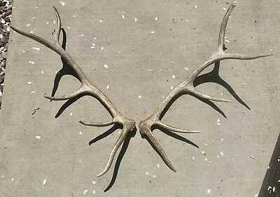 Set Of Elk Sheds Off A Medium Sized Bull. No Breaks Or Cracks! Found This Year! • $200